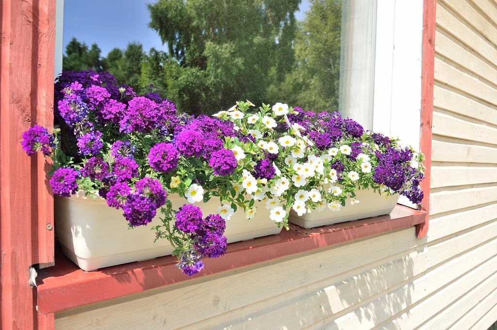 Lavandula Παλάγκα Δωμάτιο φωτογραφία